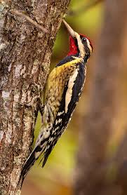 Image result for Sphyrapicus varius