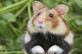 Image result for хомек