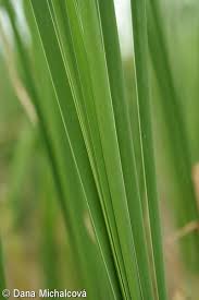 Attēlu rezultāti vaicājumam “Typha angustifolia  leaf”