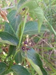 Attēlu rezultāti vaicājumam “Vincetoxicum hirundinaria fruit”