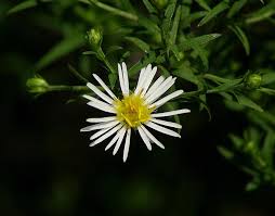Image result for Aster lanceolatus