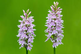 Attēlu rezultāti vaicājumam “Dactylorhiza ochroleuca bud”