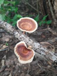 Attēlu rezultāti vaicājumam “Didymium xanthopus spores”