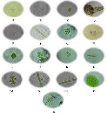 Attēlu rezultāti vaicājumam “Chlorophyta”