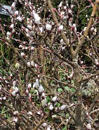 Attēlu rezultāti vaicājumam “Salix lapponum”