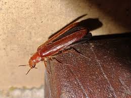 Attēlu rezultāti vaicājumam “Lymexylidae”