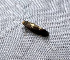 Attēlu rezultāti vaicājumam “Incurvaria oehlmanniella”