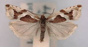 Attēlu rezultāti vaicājumam “Ancylis myrtillana”