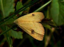 Attēlu rezultāti vaicājumam “Rivula sericealis”