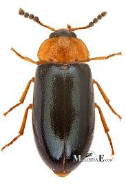 Attēlu rezultāti vaicājumam “Tetratoma fungorum”