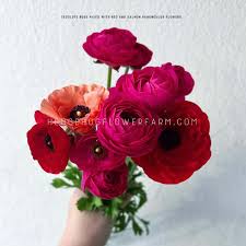 Attēlu rezultāti vaicājumam “Ranunculus elatior”