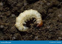 Attēlu rezultāti vaicājumam “Hepialus humuli”