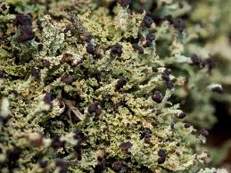 Attēlu rezultāti vaicājumam “Cladonia parasitica”