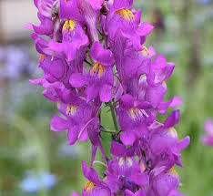 Attēlu rezultāti vaicājumam “Linaria loeselii flower”