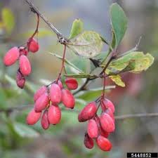 Attēlu rezultāti vaicājumam “Barbarea vulgaris subsp. arcuata fruit”