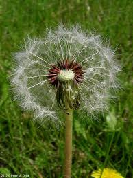 Attēlu rezultāti vaicājumam “Taraxacum suecicum”