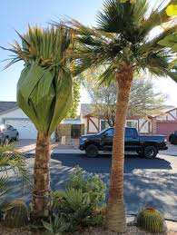 Attēlu rezultāti vaicājumam “Conardia compacta macro”