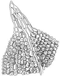 Attēlu rezultāti vaicājumam “Barbula unguiculata”