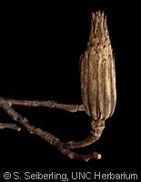 Attēlu rezultāti vaicājumam “Liriodendron tulipifera fruit”