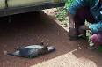 Bushmeat - Wikipedia, the free encyclopedia