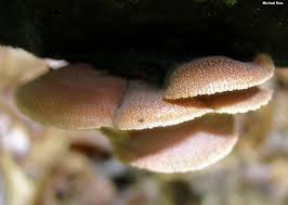 Attēlu rezultāti vaicājumam “Panellus stipticus”