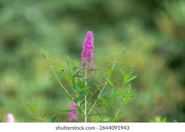 Attēlu rezultāti vaicājumam “Spiraea salicifolia”