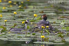 Attēlu rezultāti vaicājumam “Podiceps cristatus nest”