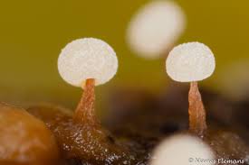 Attēlu rezultāti vaicājumam “Didymium difforme macro”