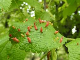 Attēlu rezultāti vaicājumam “Acalitus longisetosus”