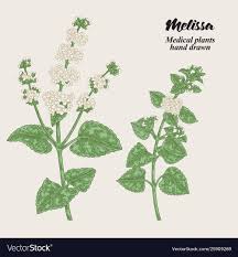 Image result for Melissa officinalis