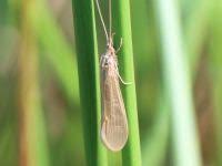 Attēlu rezultāti vaicājumam “Oecetis ochracea”