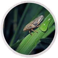 Attēlu rezultāti vaicājumam “Aphrophora alni”