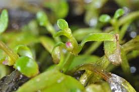 Attēlu rezultāti vaicājumam “Elatine hydropiper leaf”