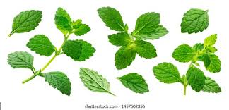 Attēlu rezultāti vaicājumam “Melissa officinalis leaf”