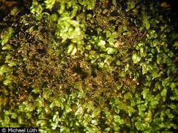 Attēlu rezultāti vaicājumam “Gyroweisia tenuis”