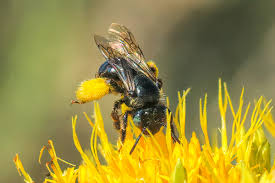 Image result for Boccia In Epsom & Ewell (Bees)