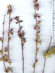 Attēlu rezultāti vaicājumam “Salvia nemorosa leaf”