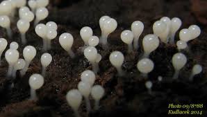 Attēlu rezultāti vaicājumam “Arcyria globosa”