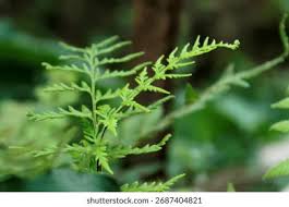 Attēlu rezultāti vaicājumam “Phegopteris connectilis”