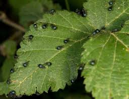 Attēlu rezultāti vaicājumam “Apion sp.”