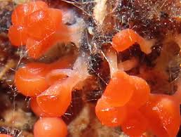 Attēlu rezultāti vaicājumam “Trichia sp.”