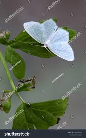 Attēlu rezultāti vaicājumam “Jodis putata”