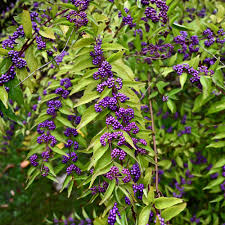 Attēlu rezultāti vaicājumam “Schisandra chinensis flower”