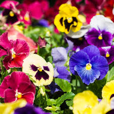 Image result for Viola x wittrockiana `Hiemalis`