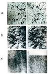 File:Magnetic Domains on Antiphase Boundaries in Heusler Alloy . jpg ... 