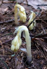 Attēlu rezultāti vaicājumam “Monotropa hypopitys bud”