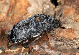 Attēlu rezultāti vaicājumam “Dermestes murinus”