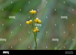 Attēlu rezultāti vaicājumam “Menyanthes trifoliata fruit”