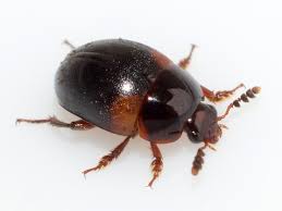 Attēlu rezultāti vaicājumam “Leiodidae”