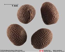 Attēlu rezultāti vaicājumam “Geranium dissectum fruit”